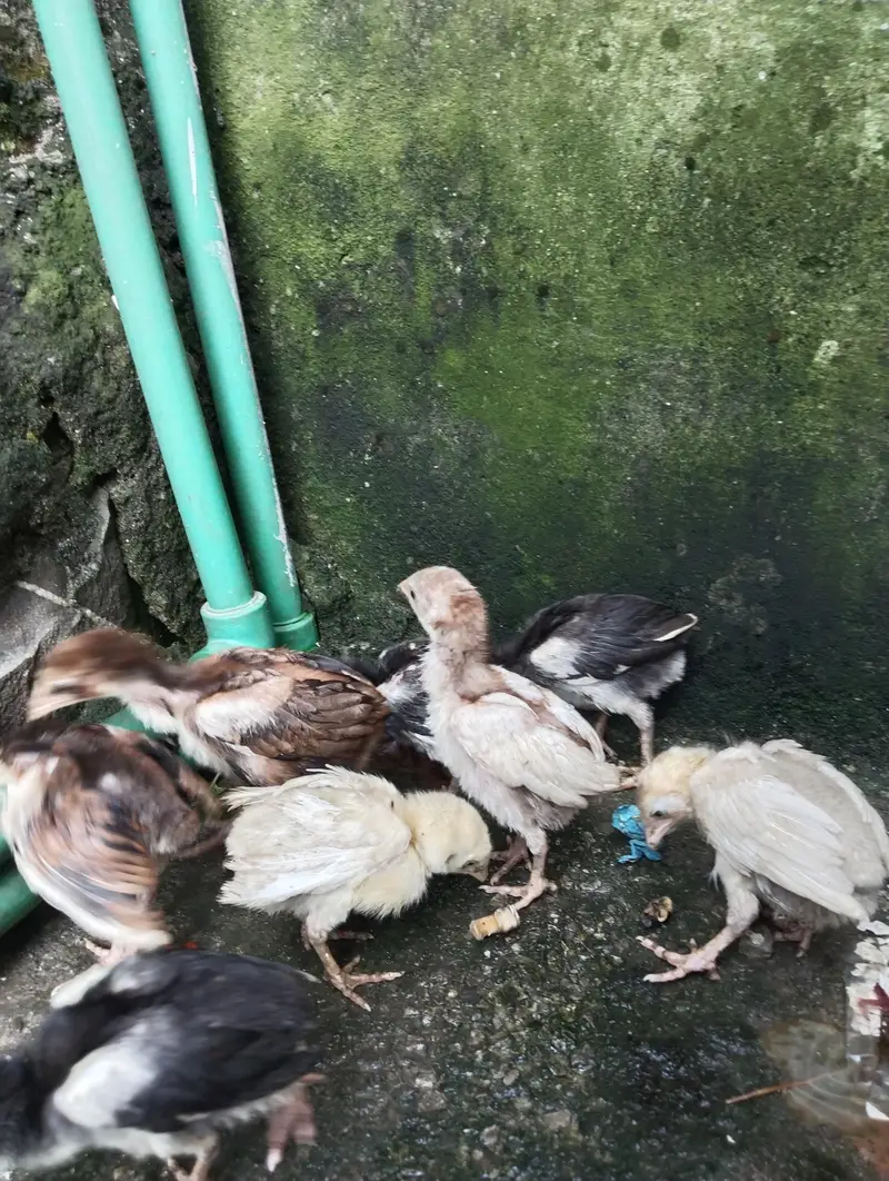 aseel quality chicks for sale only serious buyers contact — photo 6
