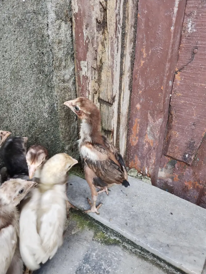 aseel quality chicks for sale only serious buyers contact — photo 7