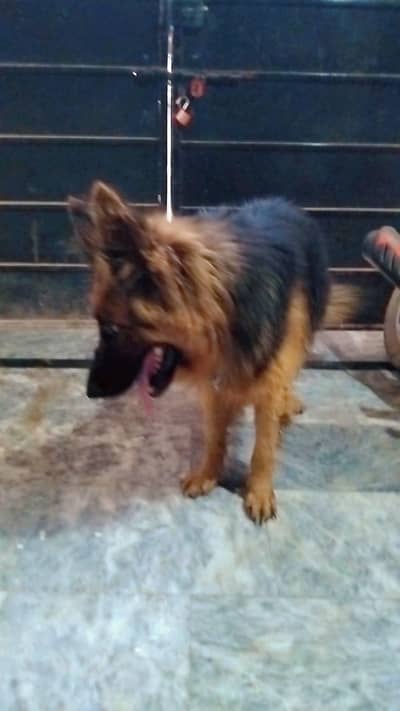 German shepherd dog