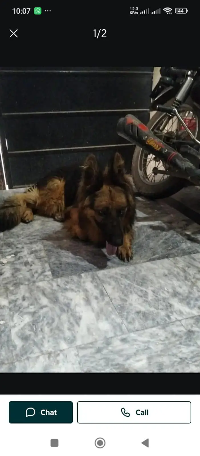 German shepherd dog — photo 2