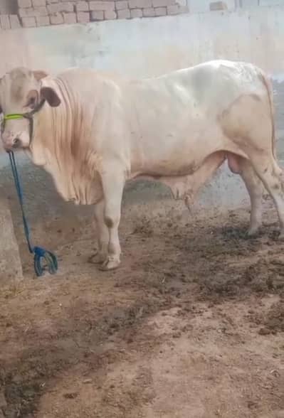 bull for sale 03174268889