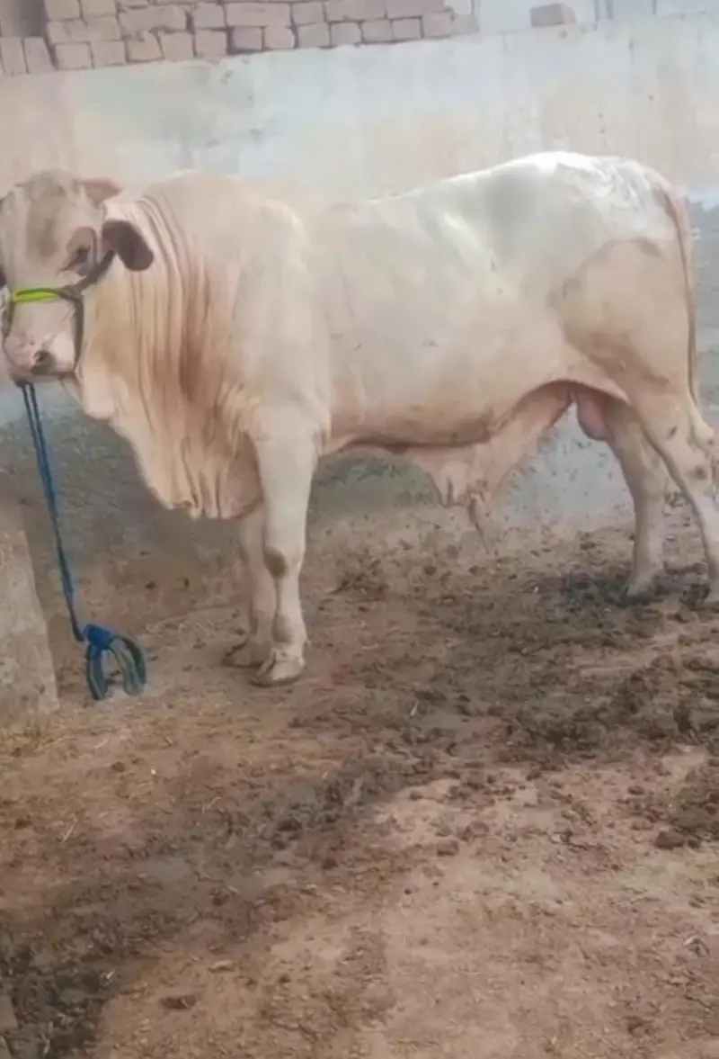 bull for sale 03174268889