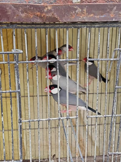 lovebirds and java Available for sale