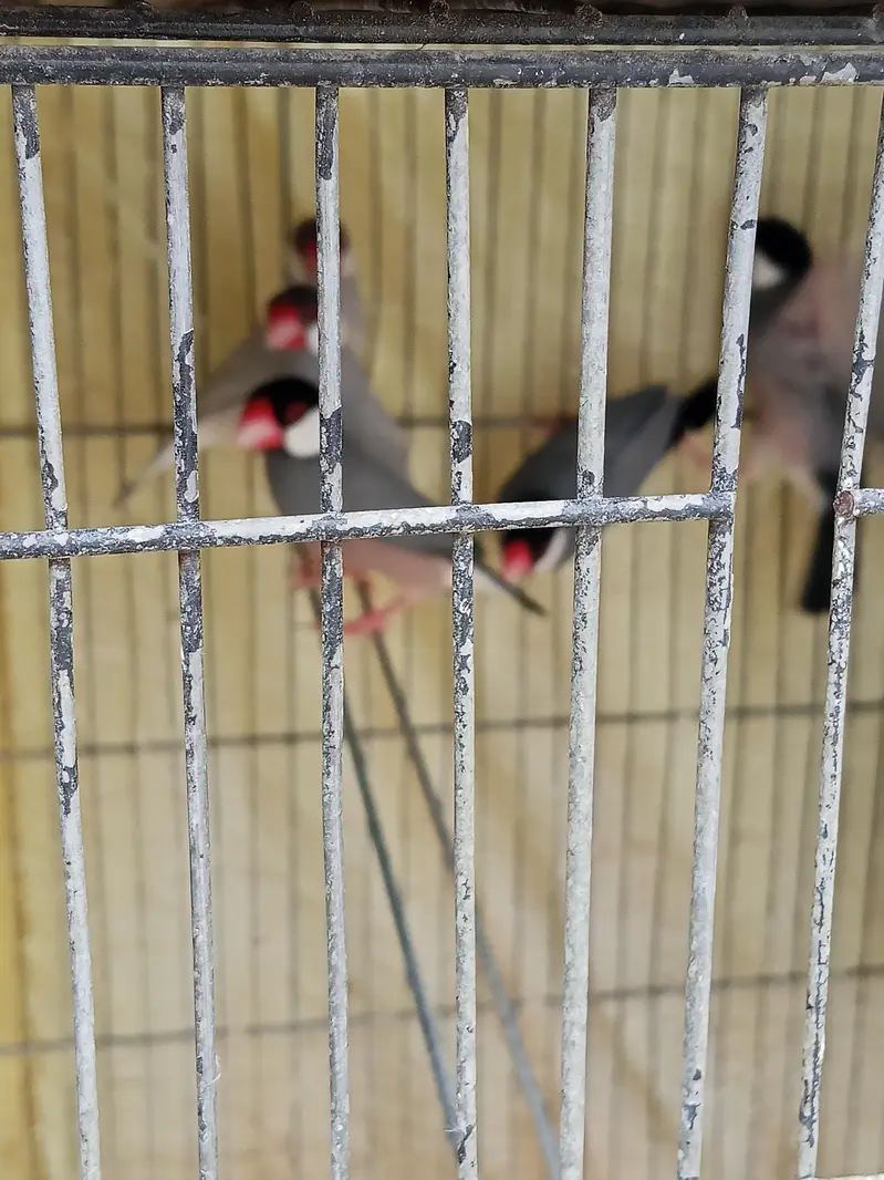 lovebirds and java Available for sale — photo 2