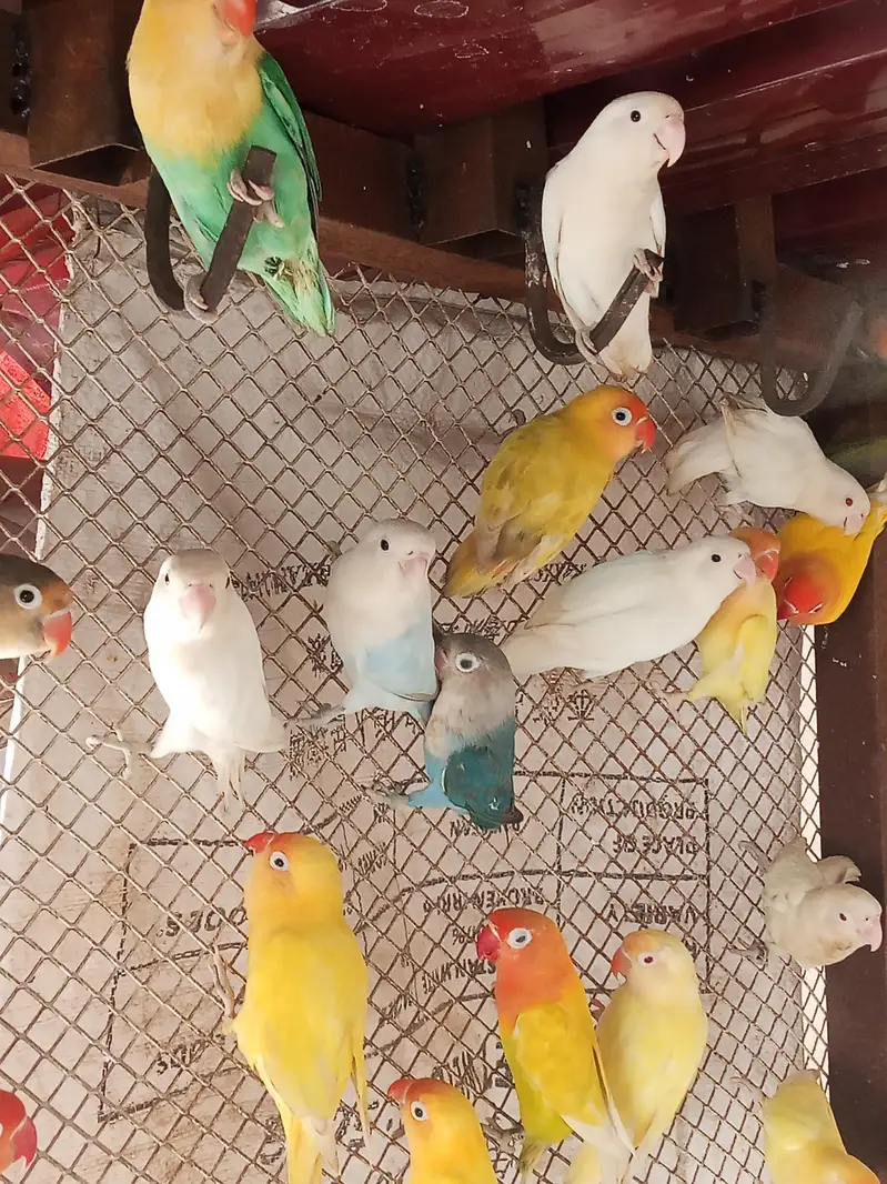 lovebirds and java Available for sale — photo 3