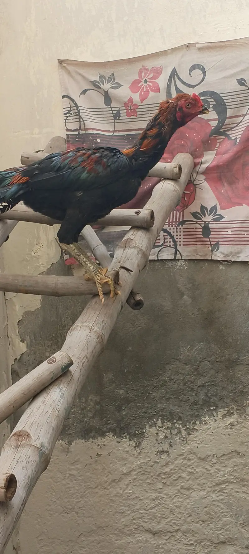 nhi pta — photo 3