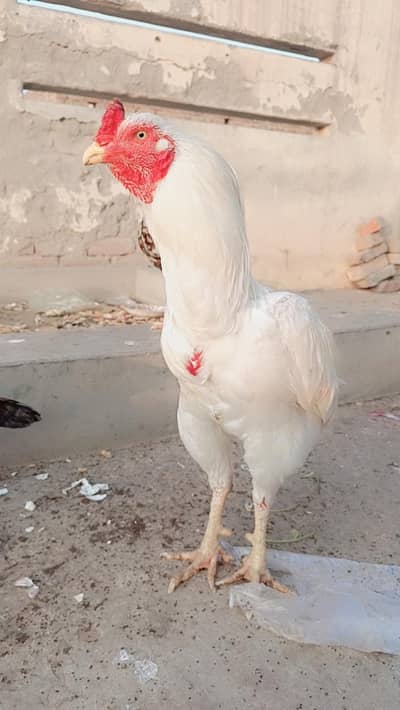 haghi quality barid