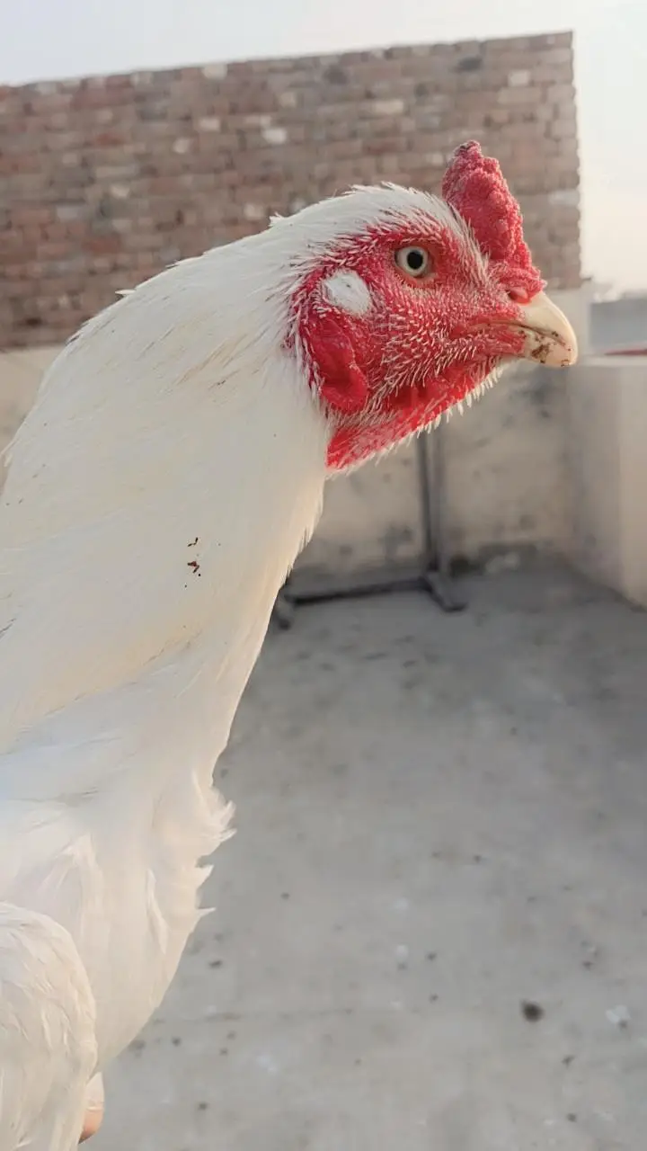 haghi quality barid — photo 2