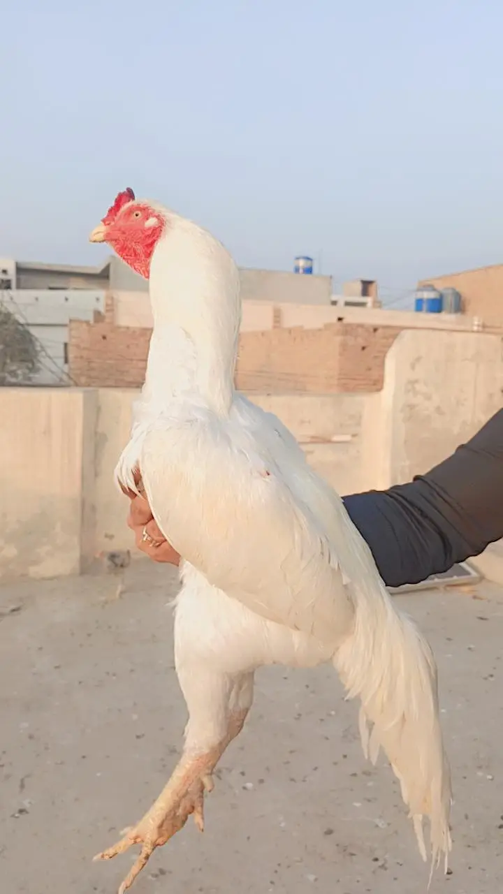haghi quality barid — photo 3
