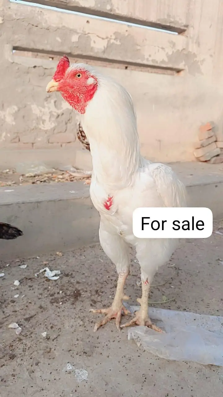 haghi quality barid — photo 5