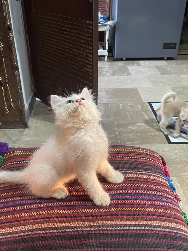Kittan 0