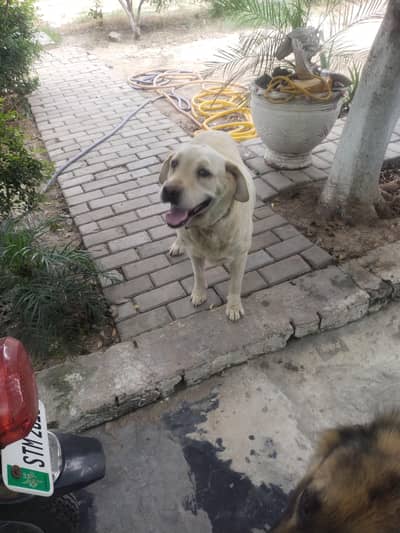 Female Labrador for Sale — Looking for a Loving Home