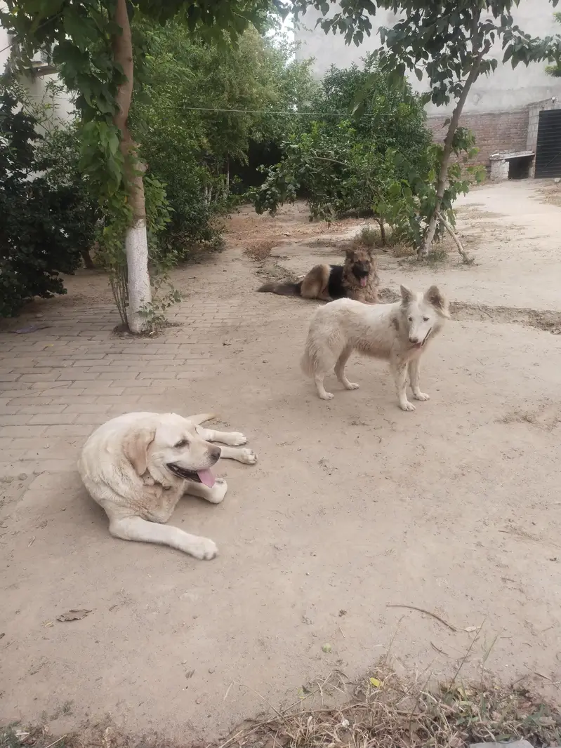 Female Labrador for Sale — Looking for a Loving Home — photo 2