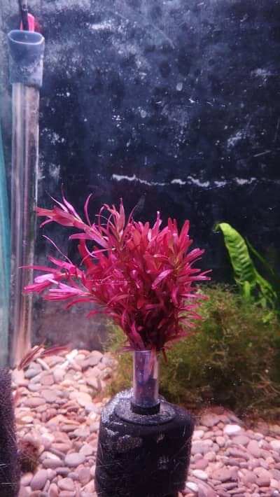 Aquarium plant rotala blood red