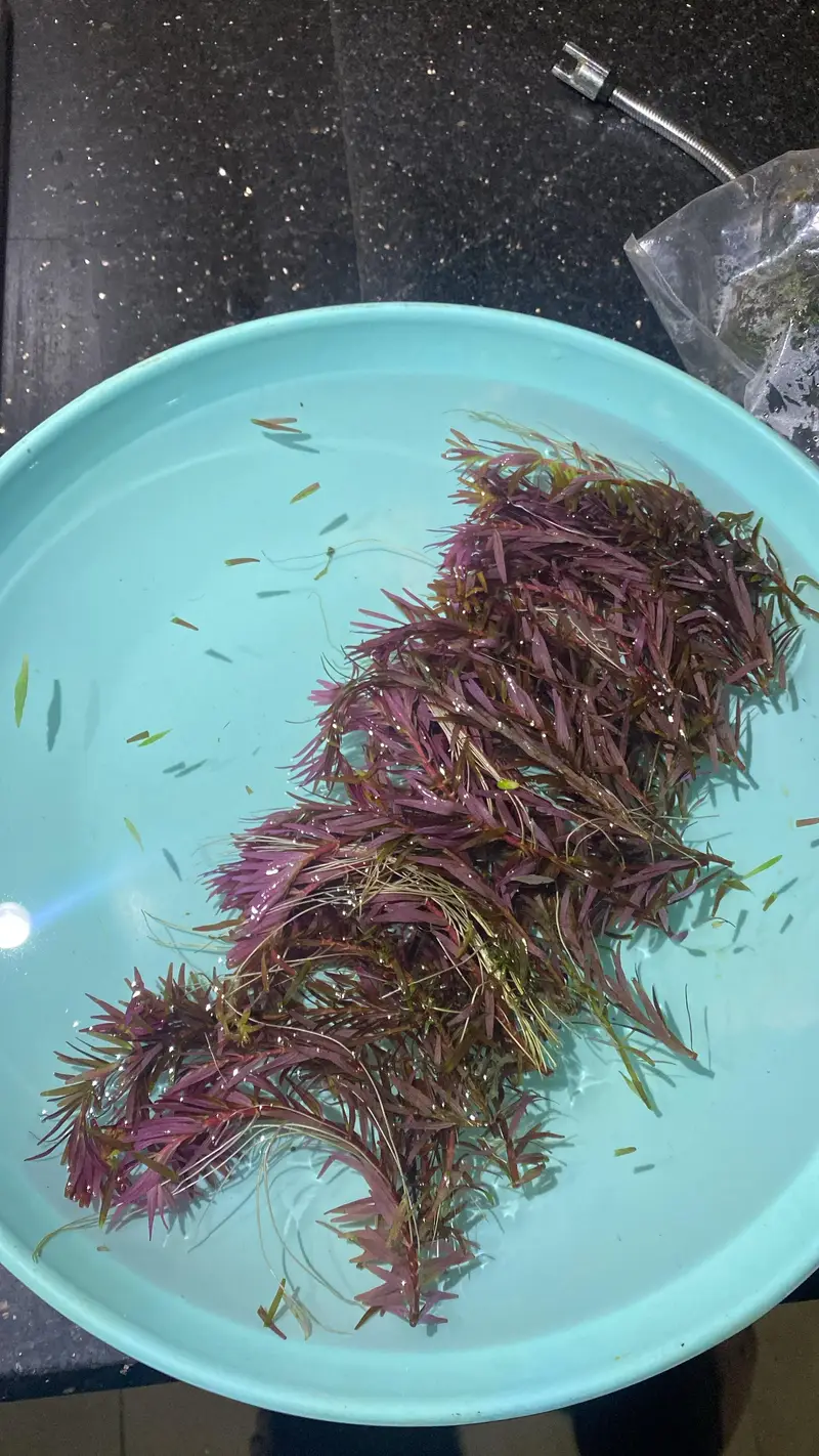 Aquarium plant rotala blood red — photo 2