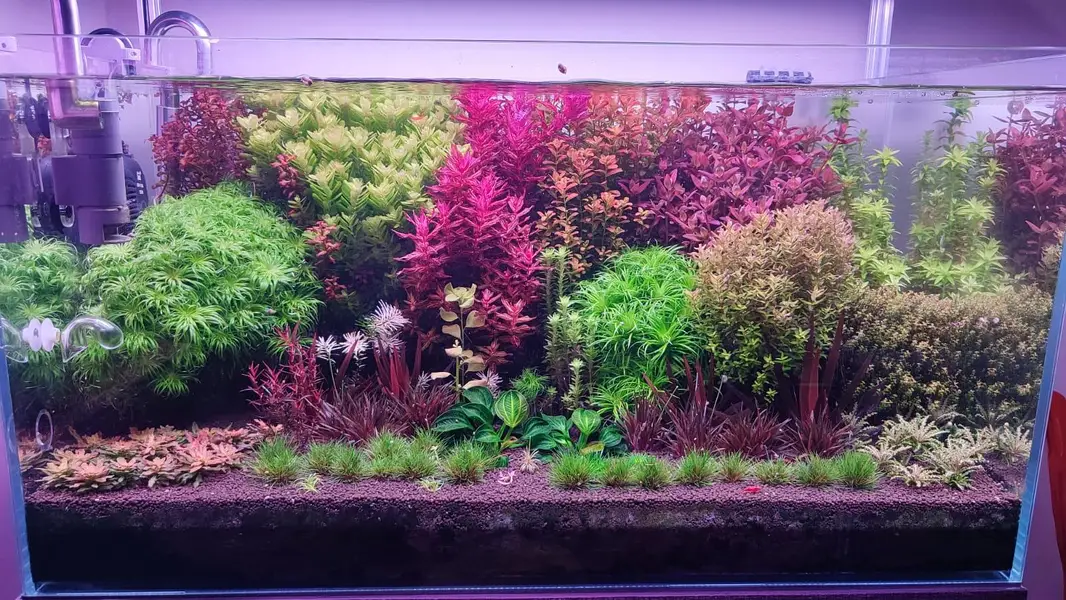 Aquarium plant rotala blood red — photo 3
