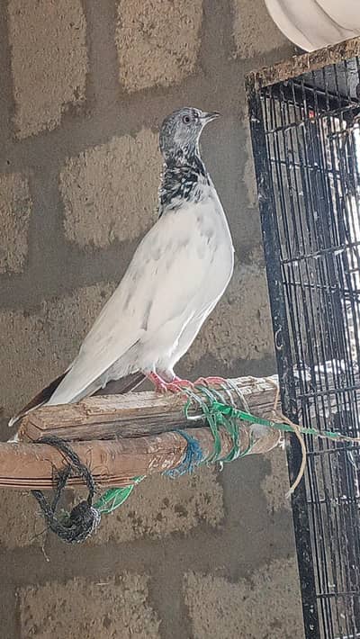 Mix pigeon han in k alawa bhe han