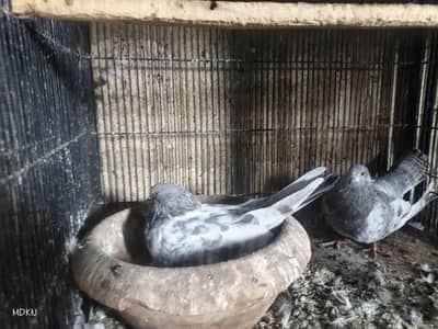 Mix pigeon han in k alawa bhe han