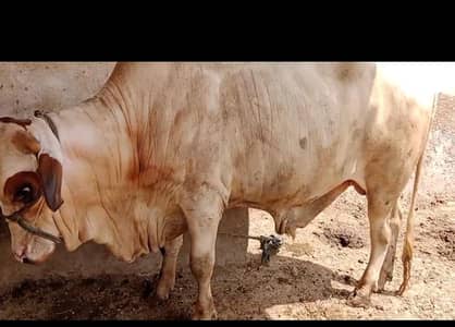 bull for sale 03174268889