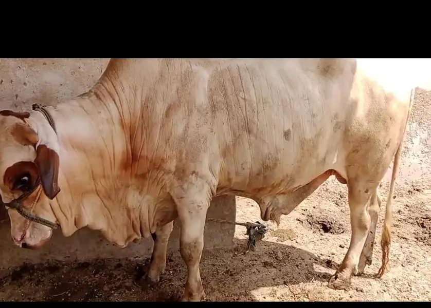 bull for sale 03174268889 — photo 2