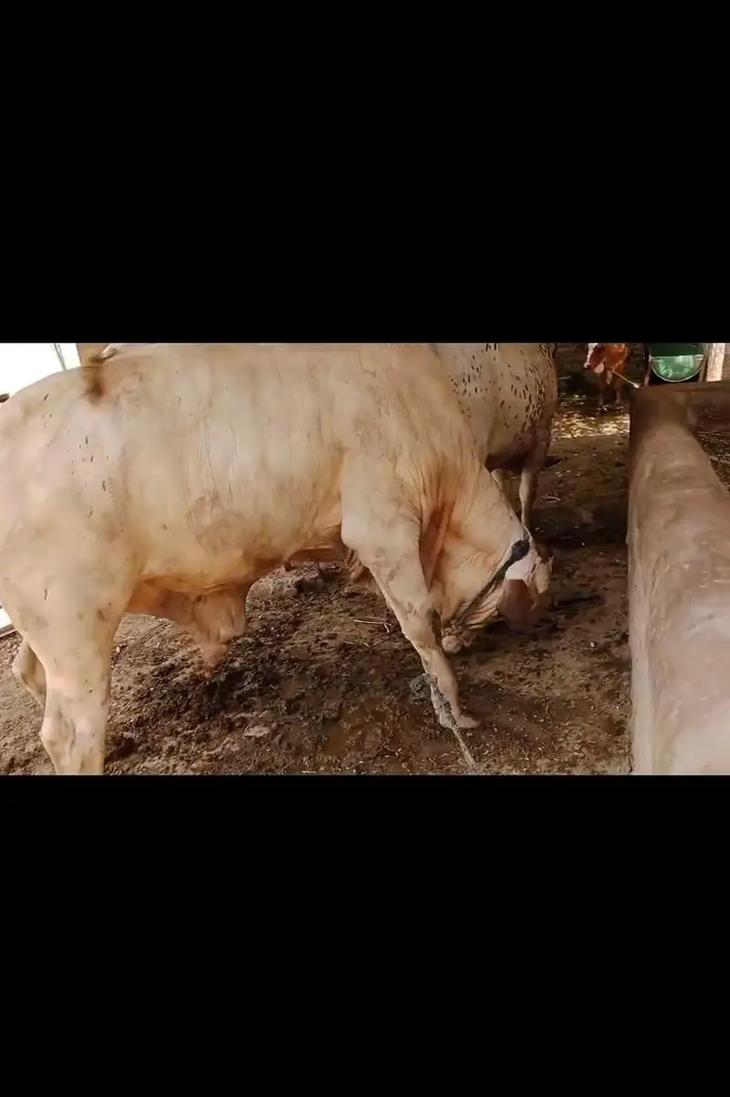 bull for sale 03174268889 — photo 3