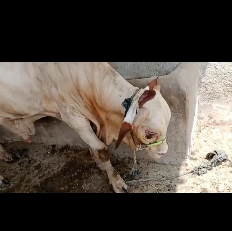 bull for sale 03174268889 — photo 4