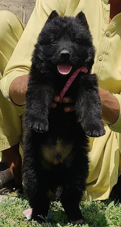 German shepherd long coat male for sale