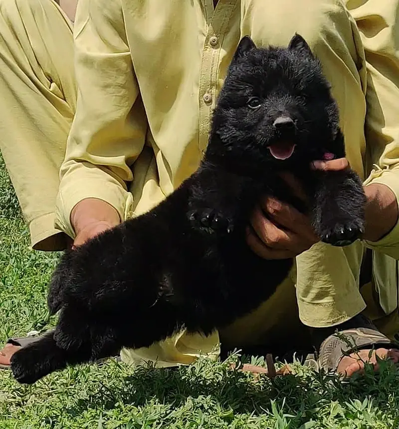 German shepherd long coat male for sale — photo 2