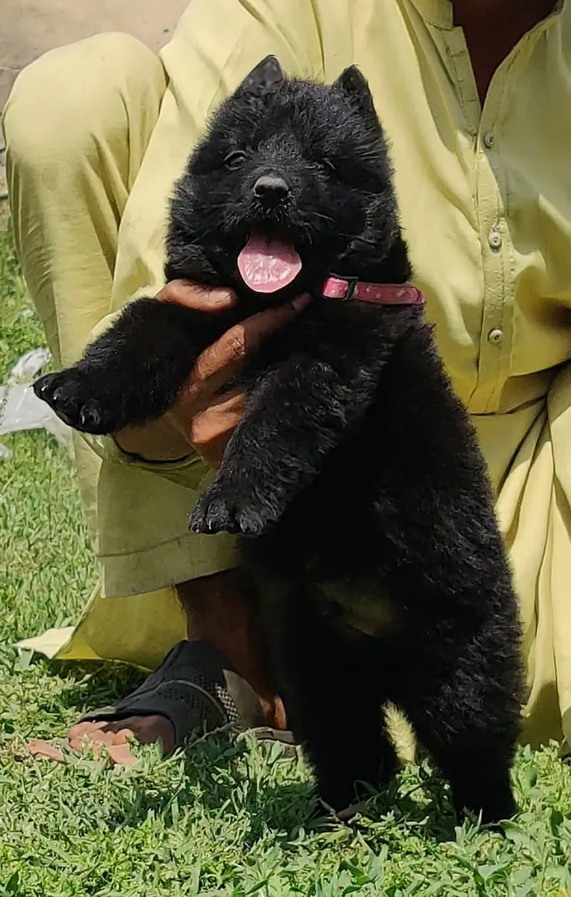 German shepherd long coat male for sale — photo 3