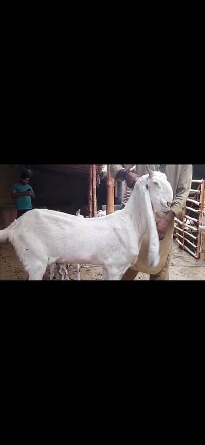Jumbo size Gulabi bakri