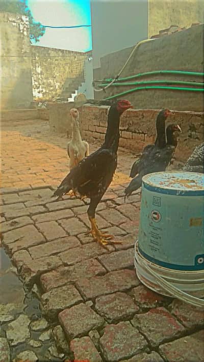 Pure shamo pathay