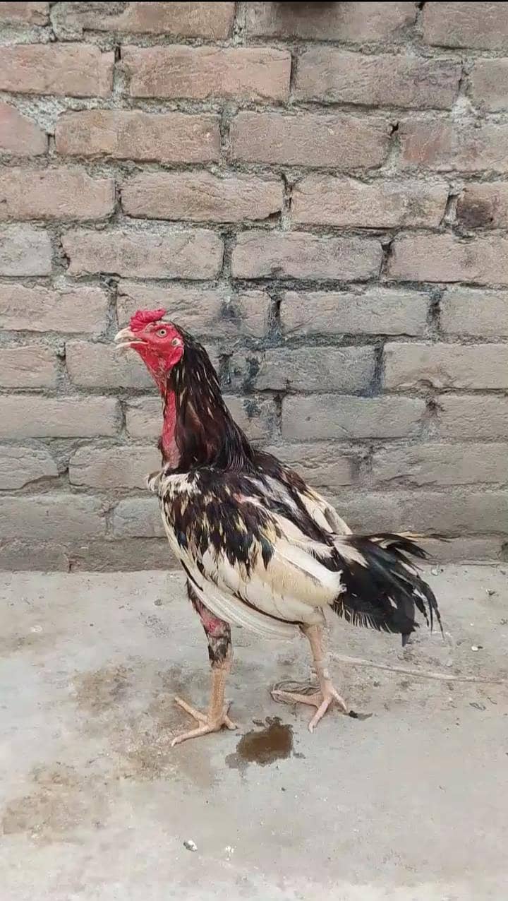 rooster  0