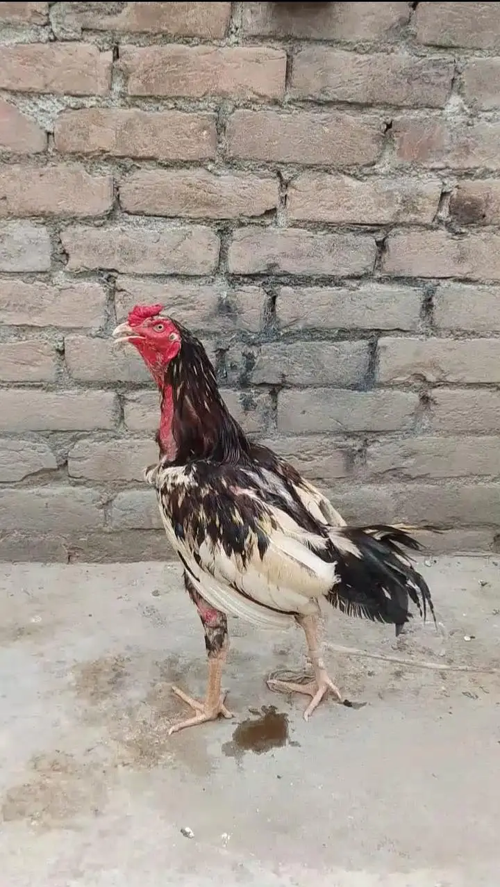 rooster 