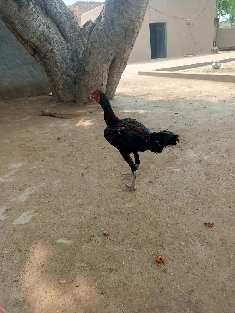 Aseel Thai — photo 4