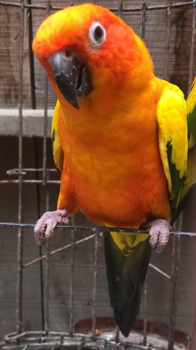 Haigh Red Factor Sun Conure Male /pineapple conure/ yellow ringneck