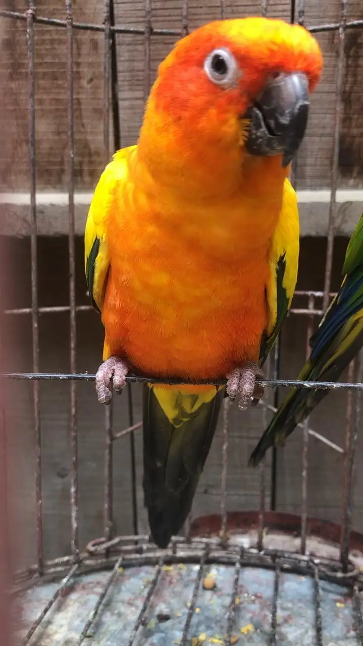 Haigh Red Factor Sun Conure Male /pineapple conure/ yellow ringneck — photo 2