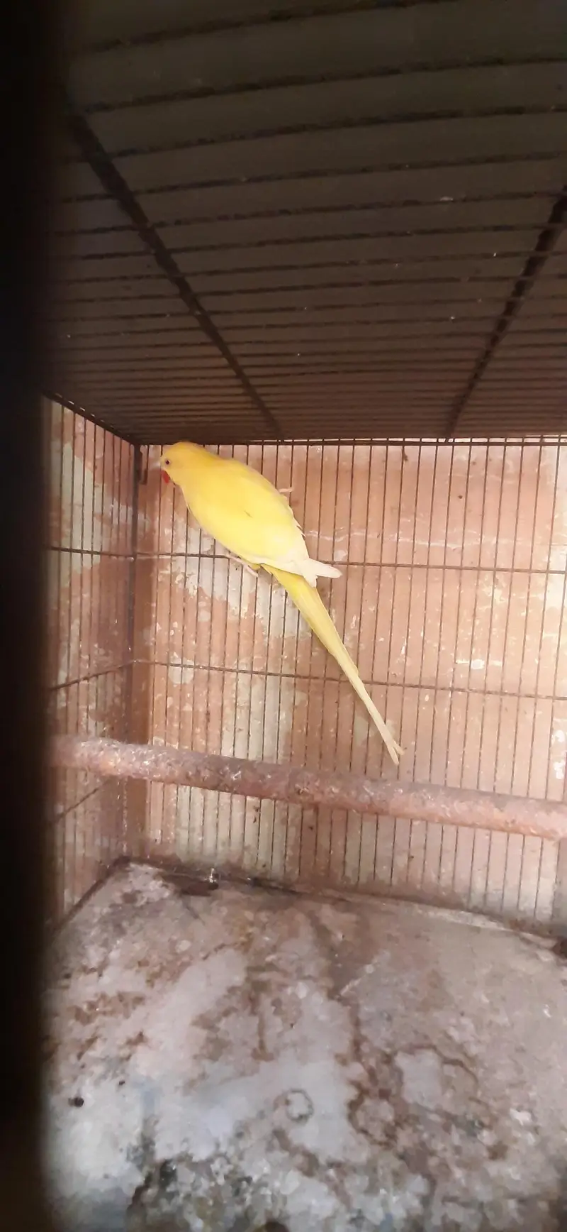 Haigh Red Factor Sun Conure Male /pineapple conure/ yellow ringneck — photo 3