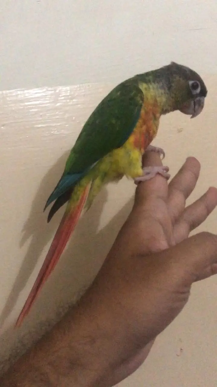 Haigh Red Factor Sun Conure Male /pineapple conure/ yellow ringneck — photo 4