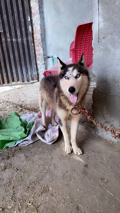 Healthy & Active Dog for Sale – Well Maintained. husky