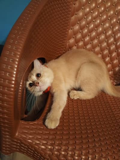 Beautiful Persian Female Cat (9 Months Old)