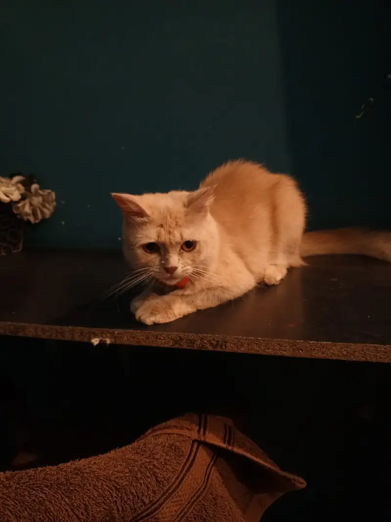 Beautiful Persian Female Cat (9 Months Old) — photo 2