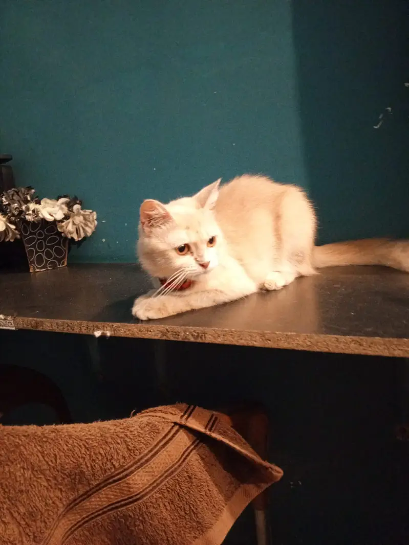 Beautiful Persian Female Cat (9 Months Old) — photo 3