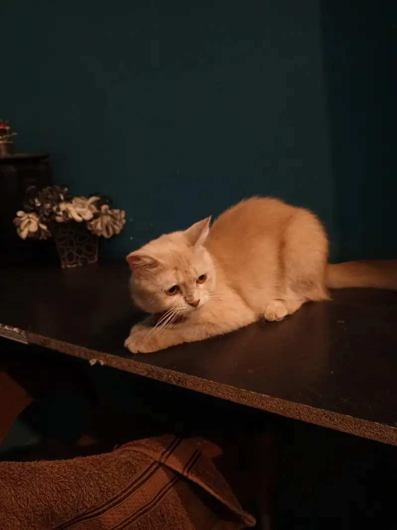 Beautiful Persian Female Cat (9 Months Old) — photo 4