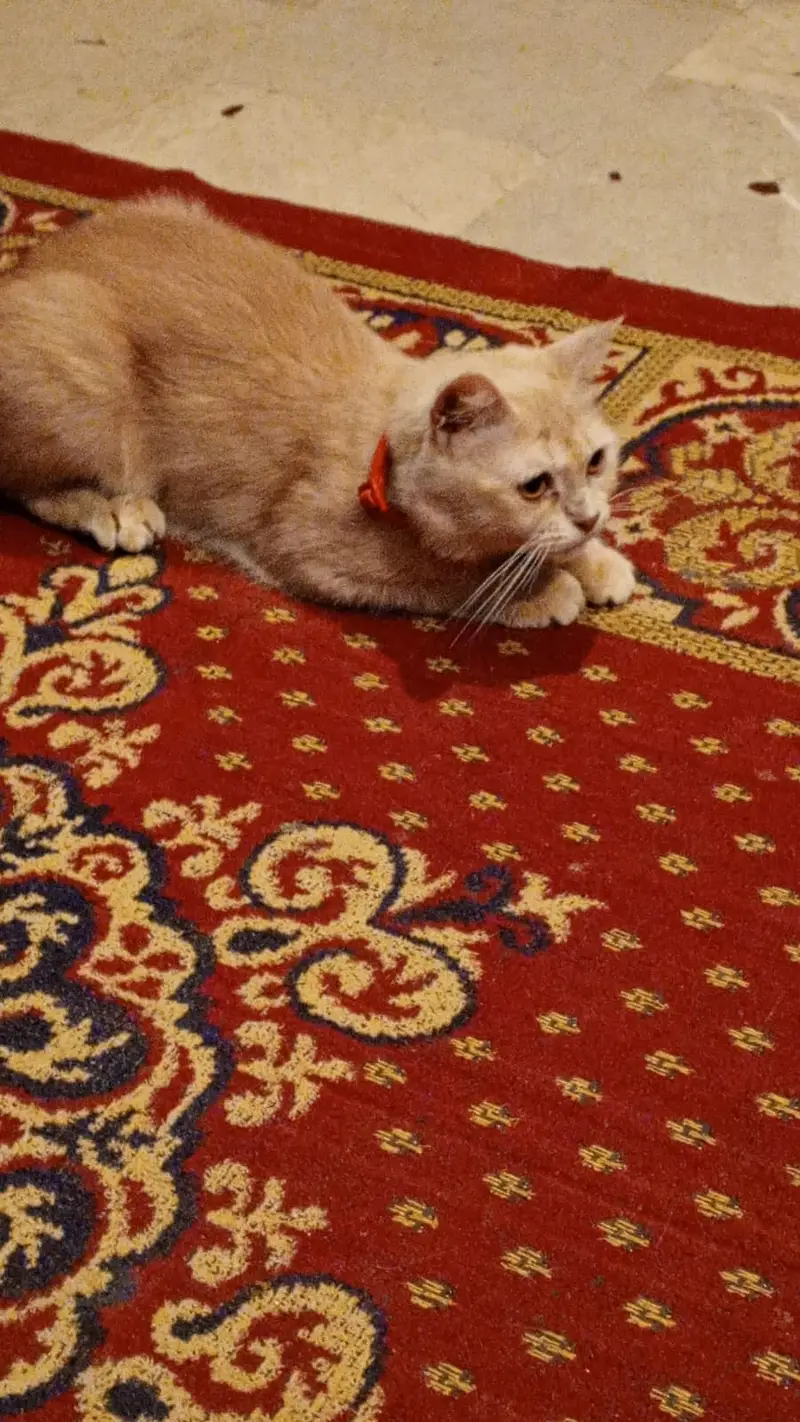 Beautiful Persian Female Cat (9 Months Old) — photo 5