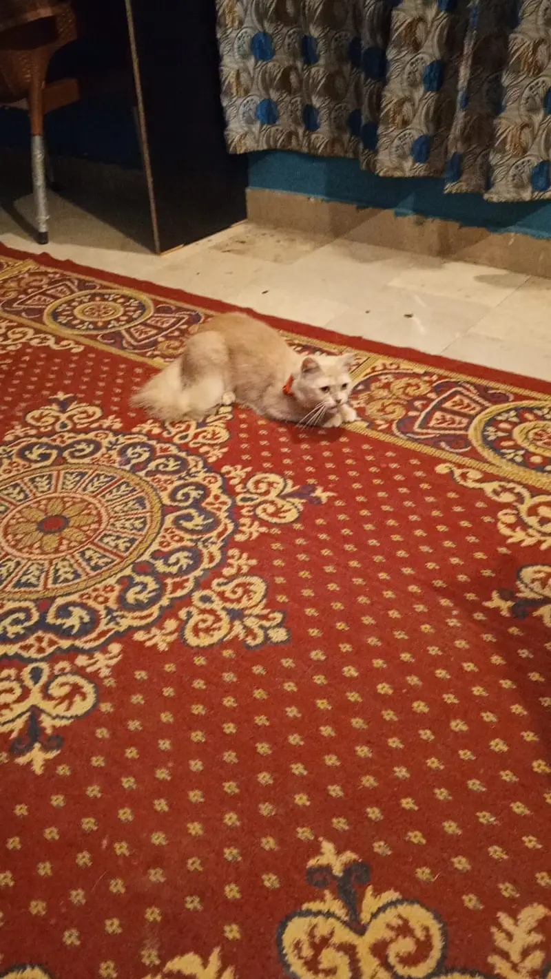 Beautiful Persian Female Cat (9 Months Old) — photo 6