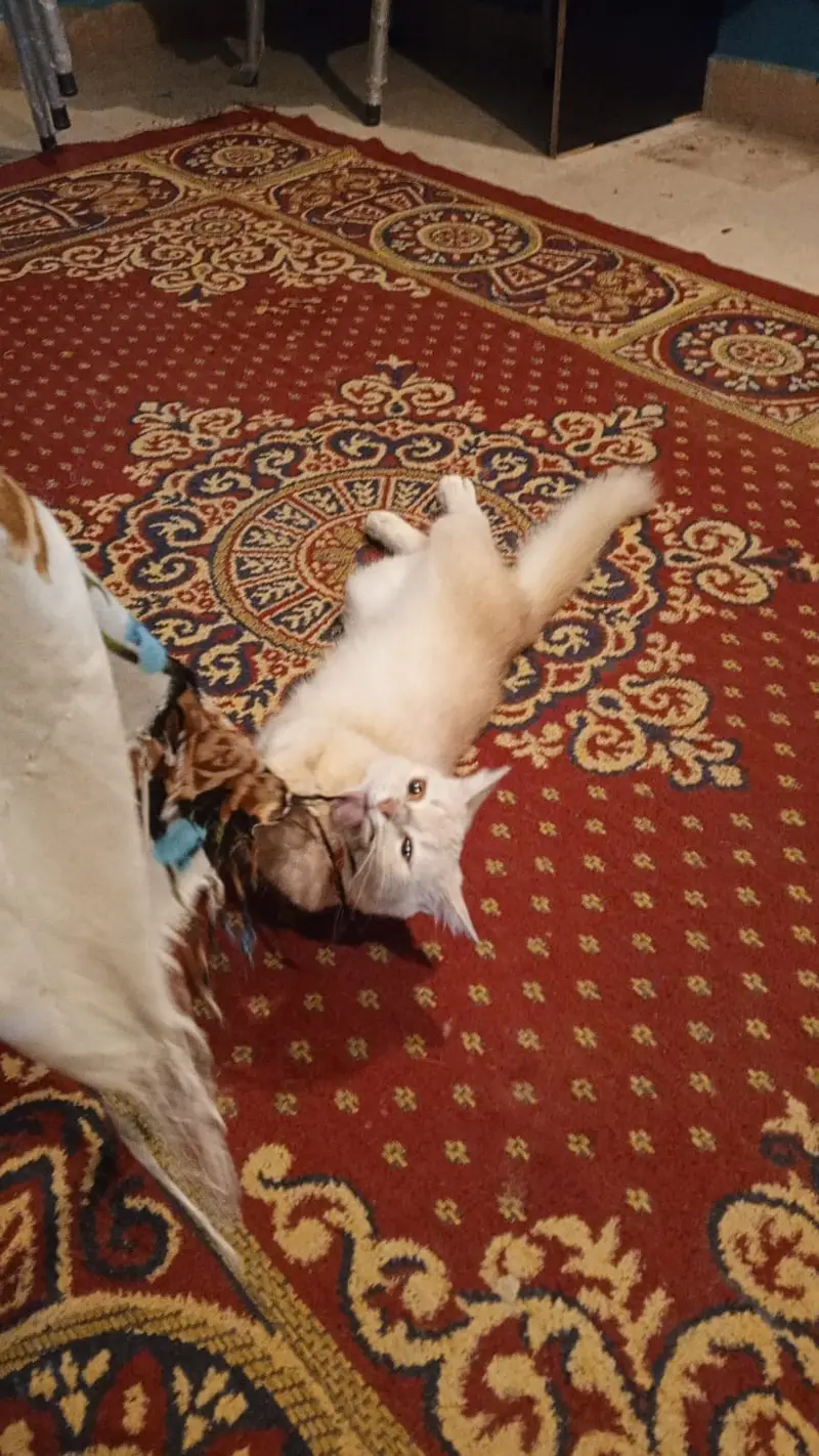 Beautiful Persian Female Cat (9 Months Old) — photo 7