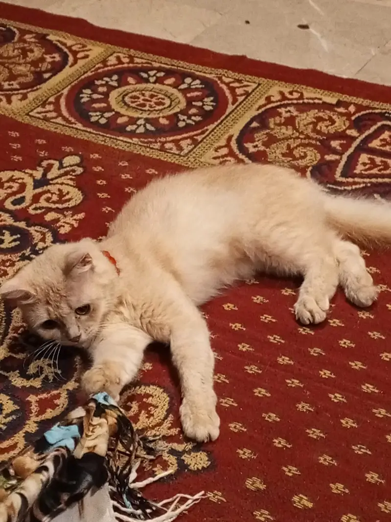 Beautiful Persian Female Cat (9 Months Old) — photo 8