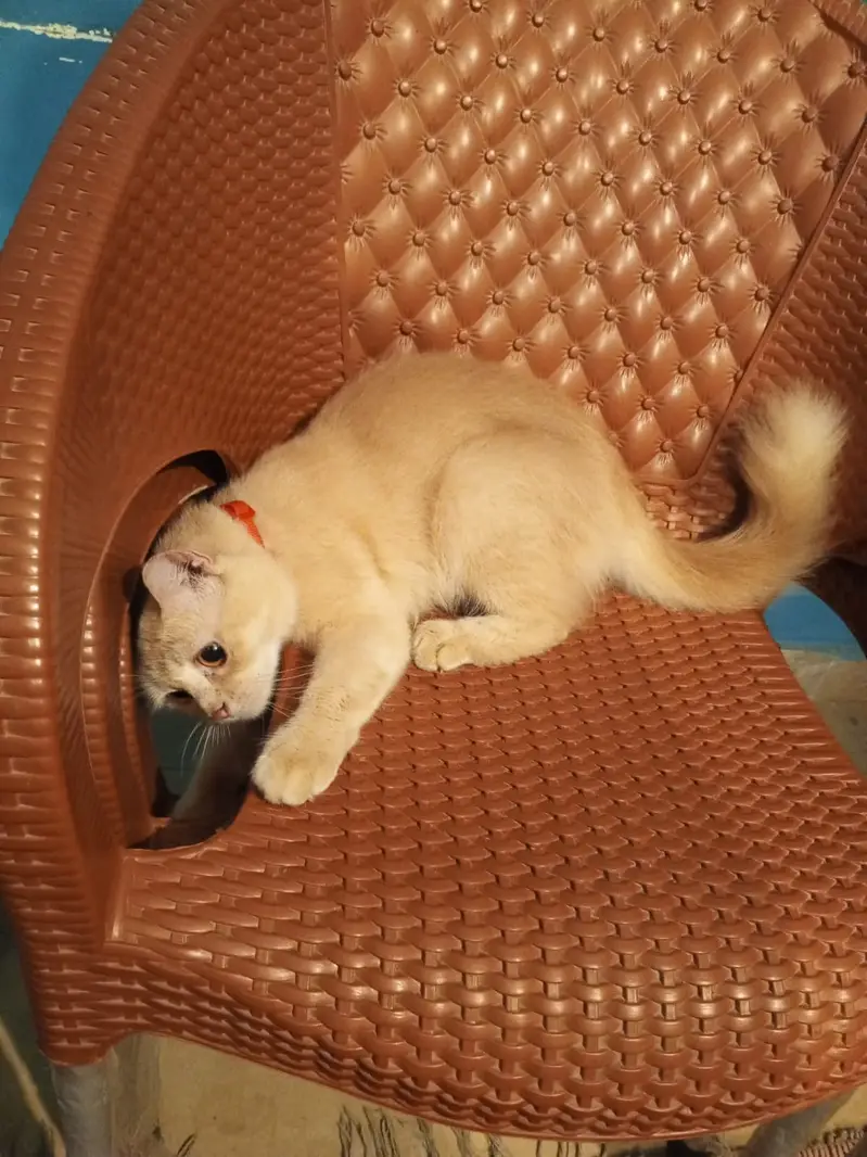 Beautiful Persian Female Cat (9 Months Old) — photo 9