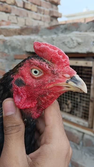 ** Mianwali Pair & 4 Chicks | Healthy & Active**