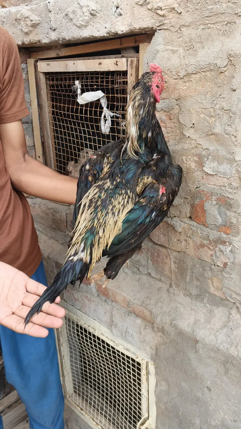 ** Mianwali Pair & 4 Chicks | Healthy & Active** — photo 2